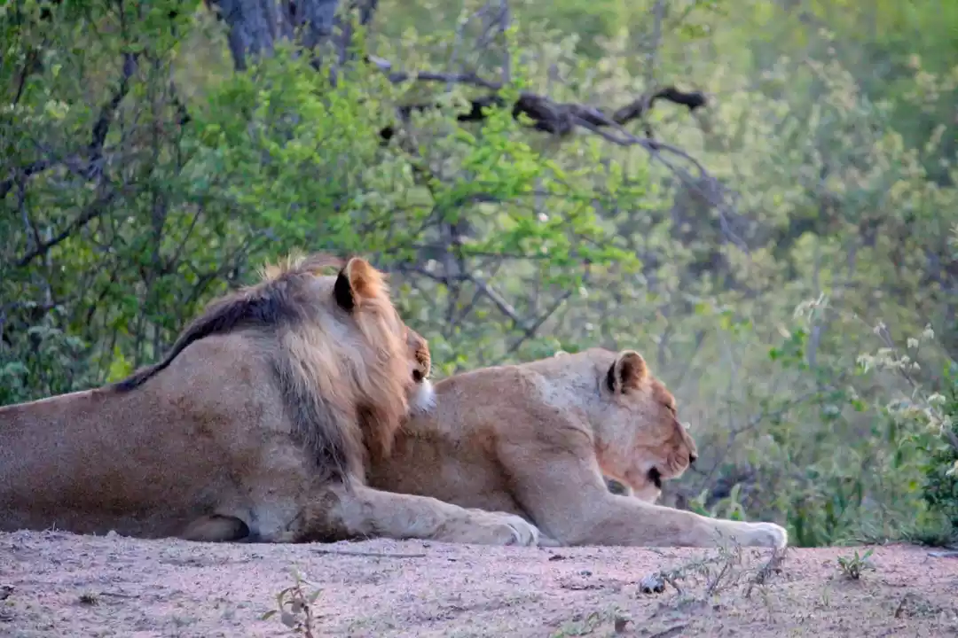 Photo of Live My 'Lion King' 