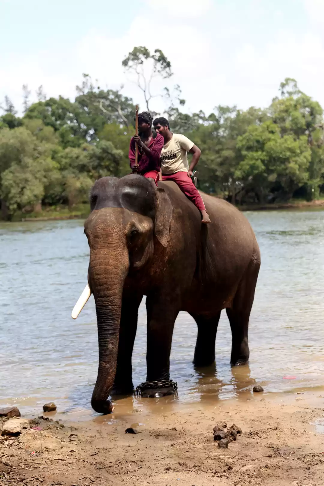 Photo of Dubare Elephant Camp