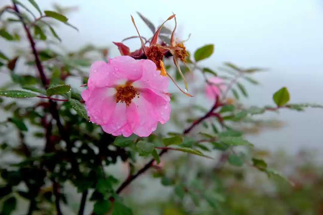 Photo of Valley Of Flowers: A