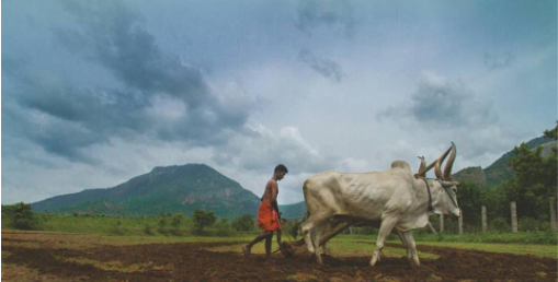 Photo of Trip to Pollachi