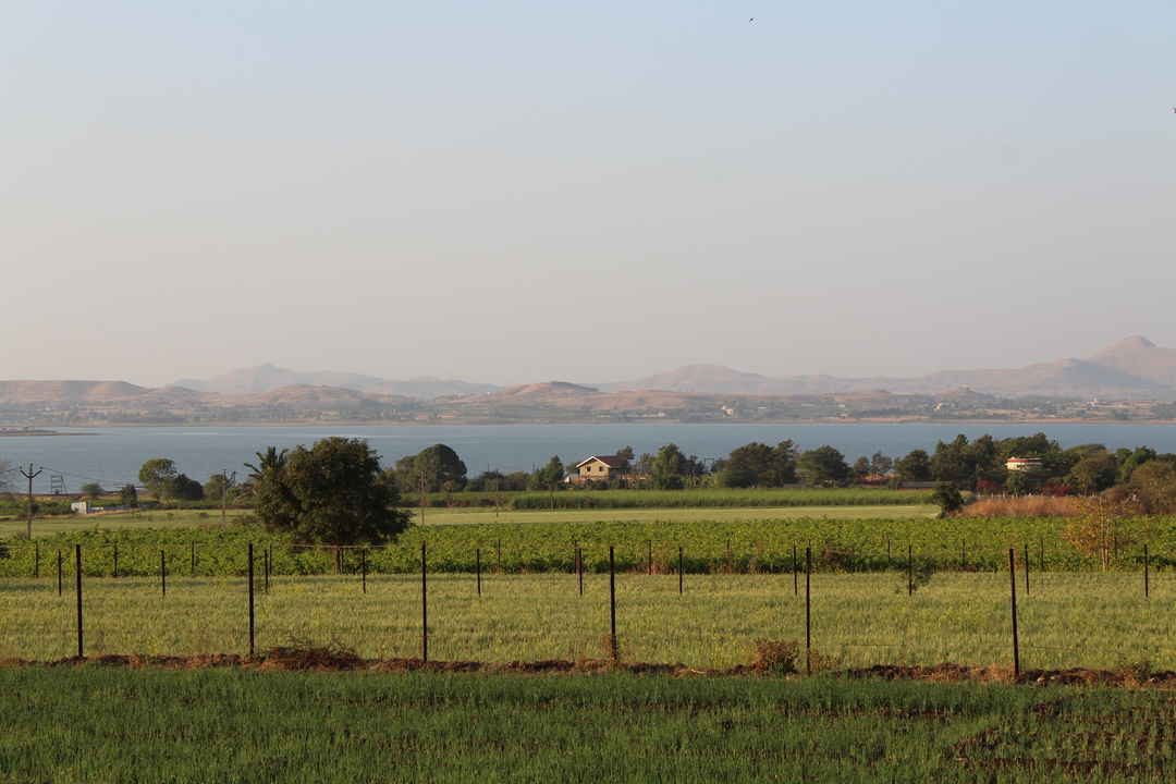 Photo of Nashik Vineyards: Sula and York are a Heaven on Earth for All Wine Lovers
