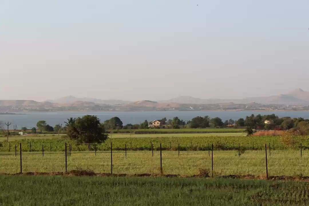 Photo of Nashik Vineyards: Su