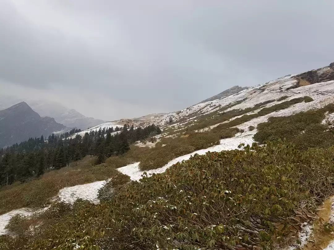 Photo of Beauty of himalaya C