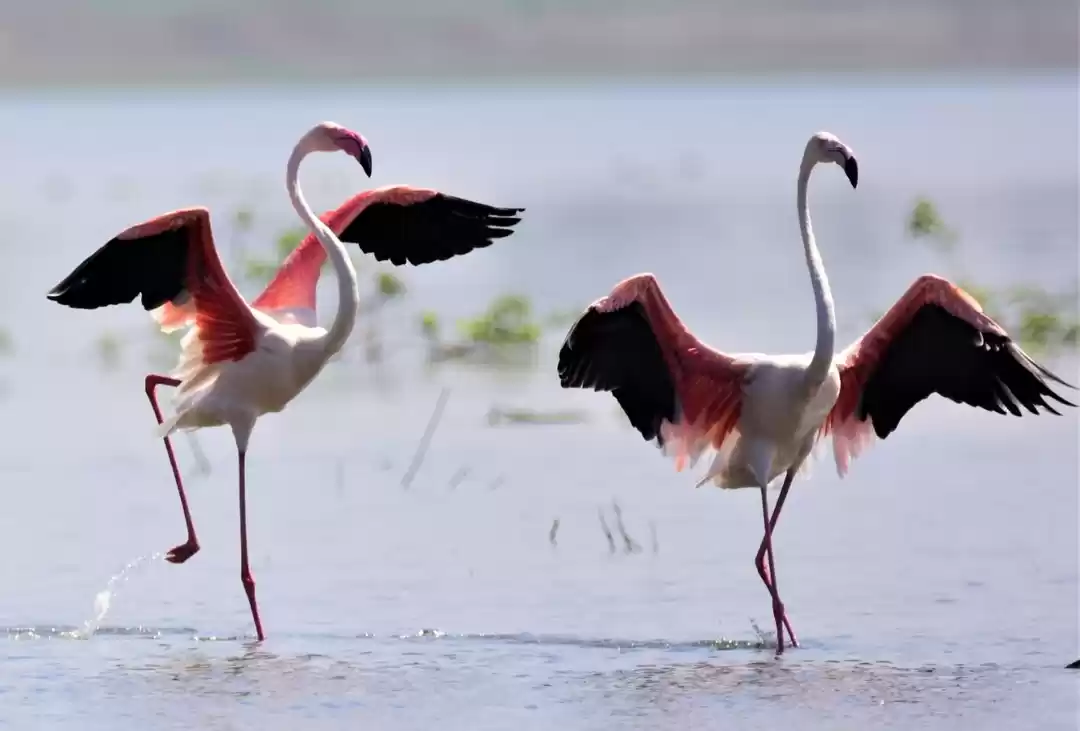 Photo of Bhigwan: Bird watchi