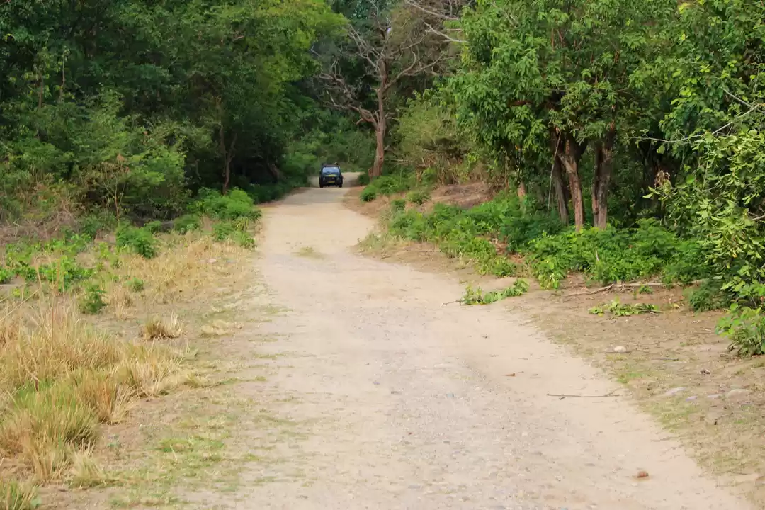 Photo of Into the woods!