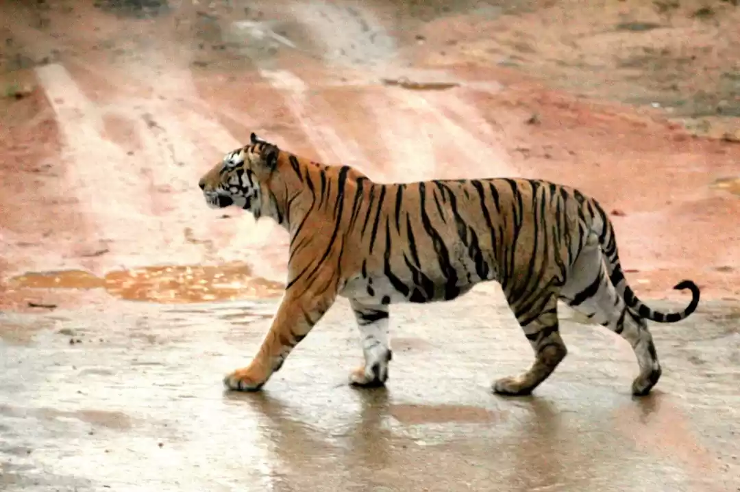 Photo of Into the woods - Ka