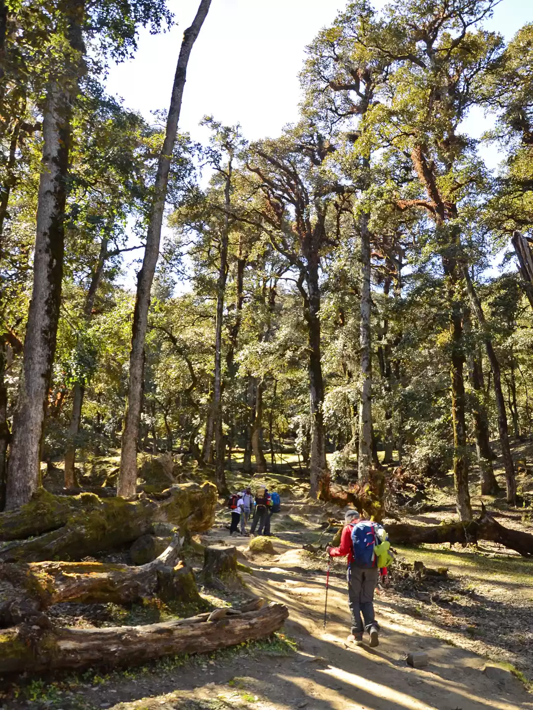 Photo of Trekking for the fir
