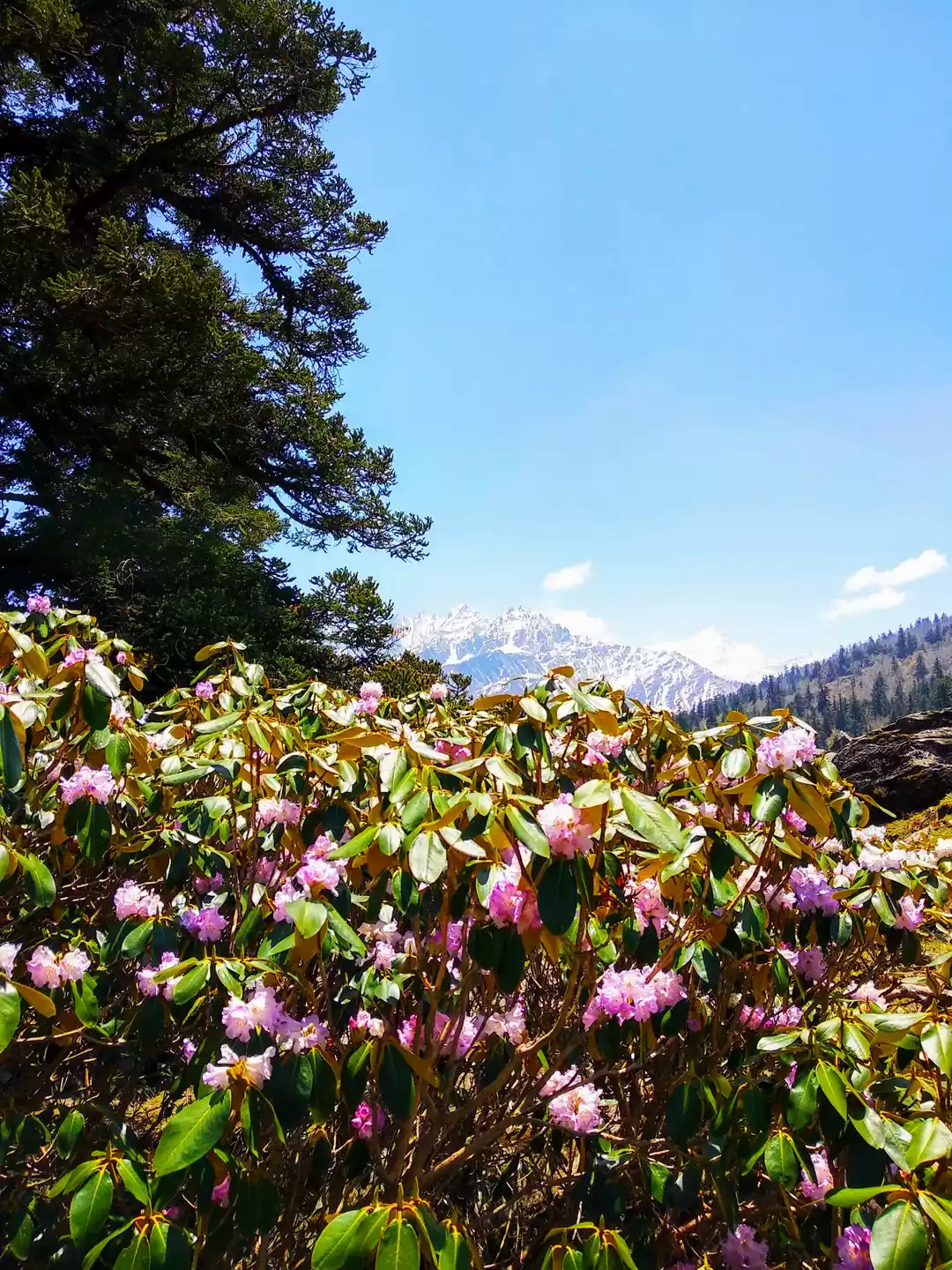 Photo of Pangarchulla trek: A