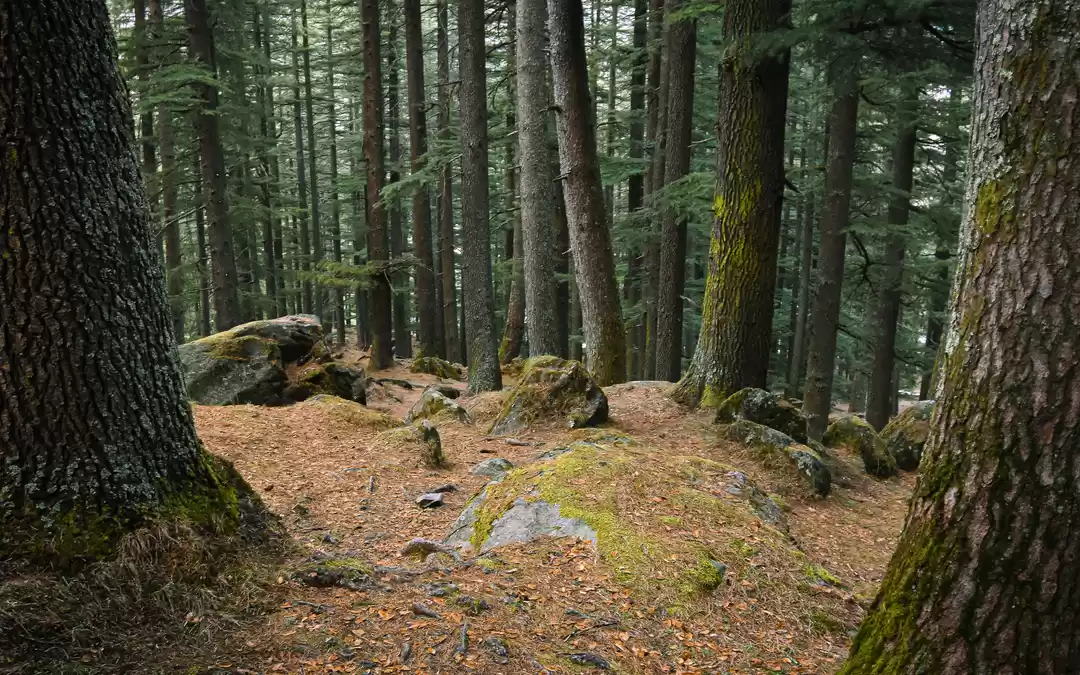 Photo of 10 Most Underrated P