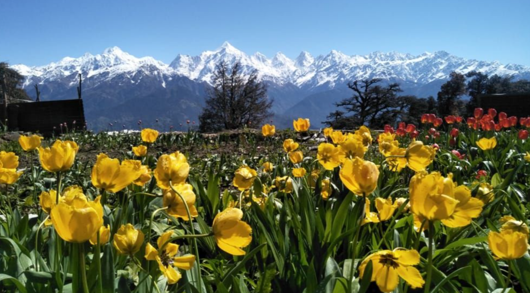 Photo of Munsiyari Tulip Gard