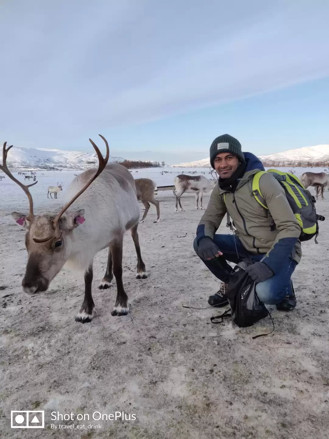 Photo of Tromso Reindeer 