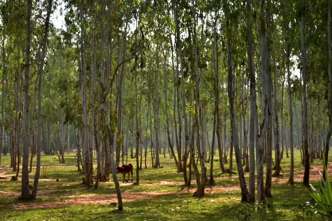Photo of The cultural hamlet 