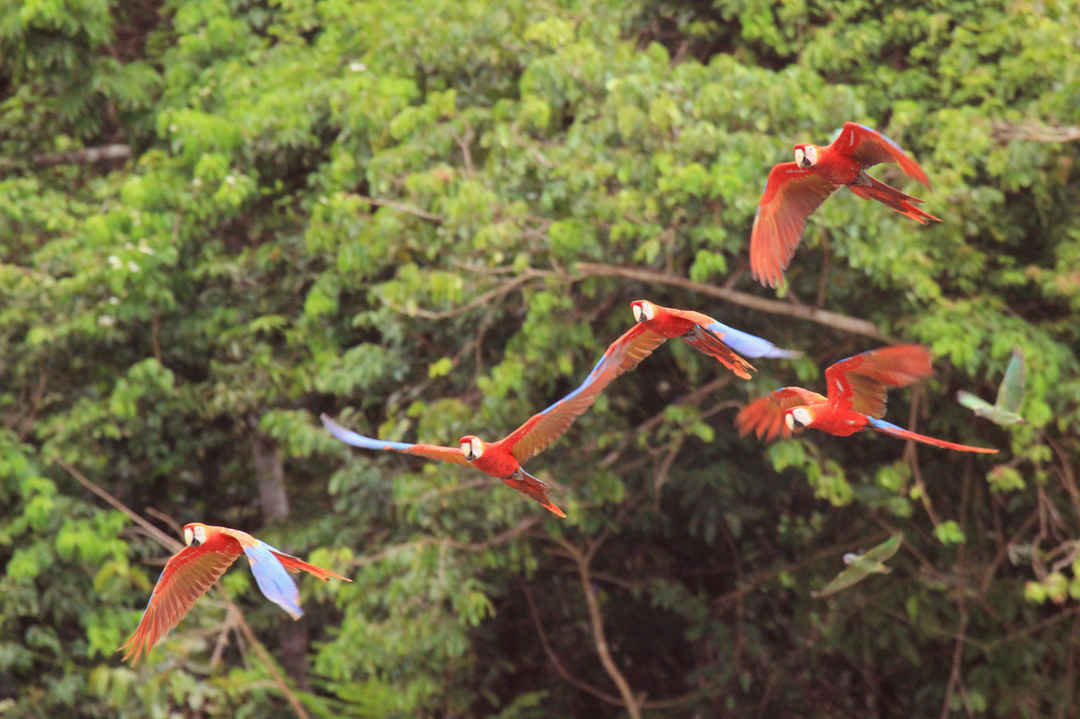 Explore the diverse wildlife and tranquil nature at its best: Amazon  Rainforest - Tripoto