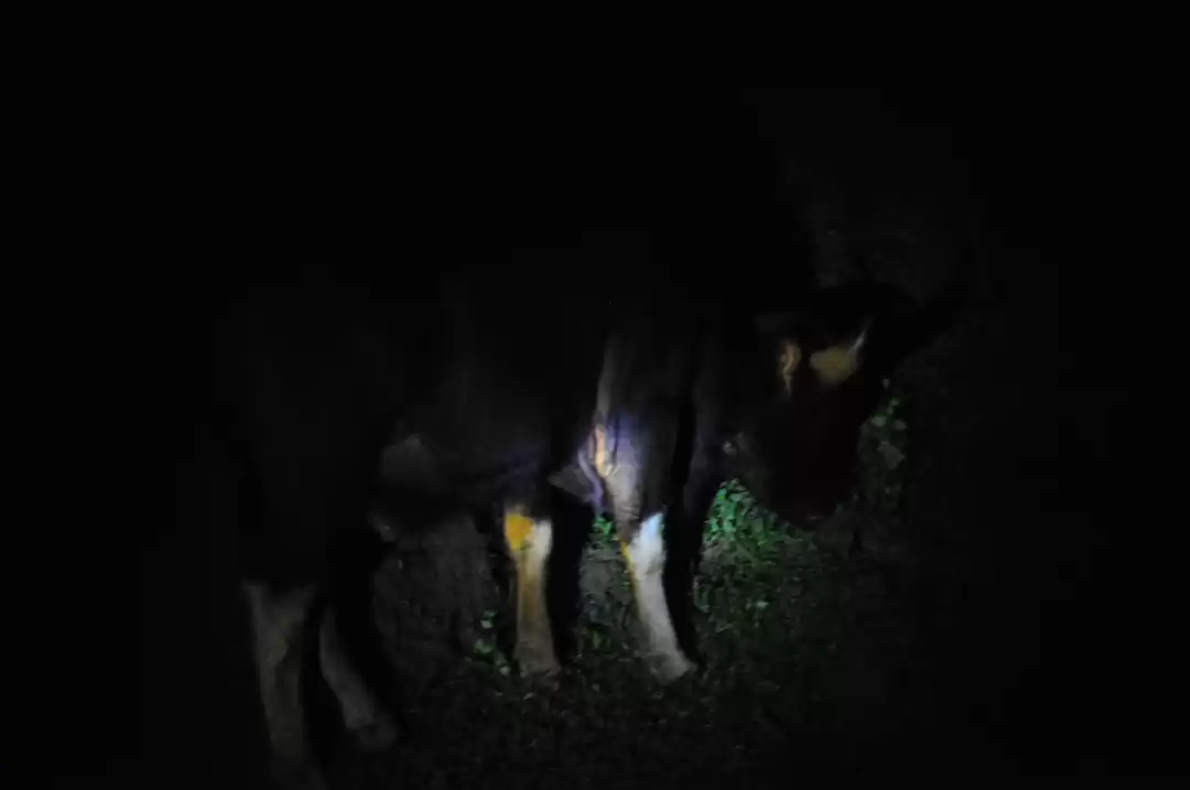 Photo of Midnight Safari at P