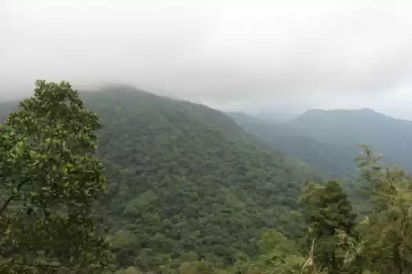 Photo of The Lush Green Fores