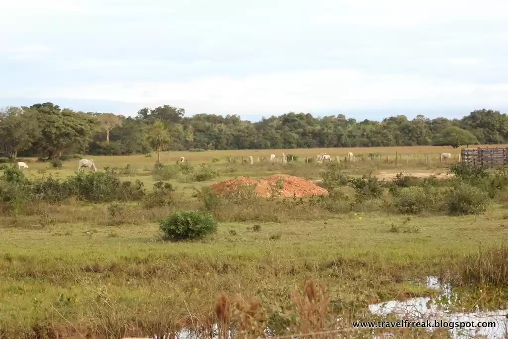 Photo of Pantanal – The Brazi