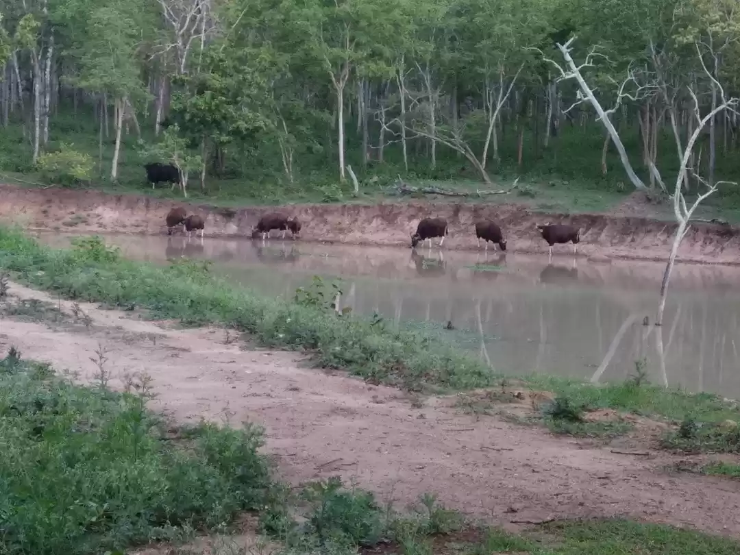 Photo of A trip to Kabini's w