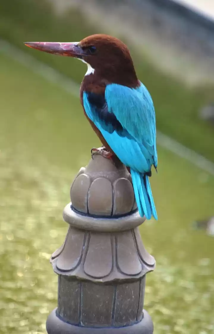 Photo of The Royal Beauty tha