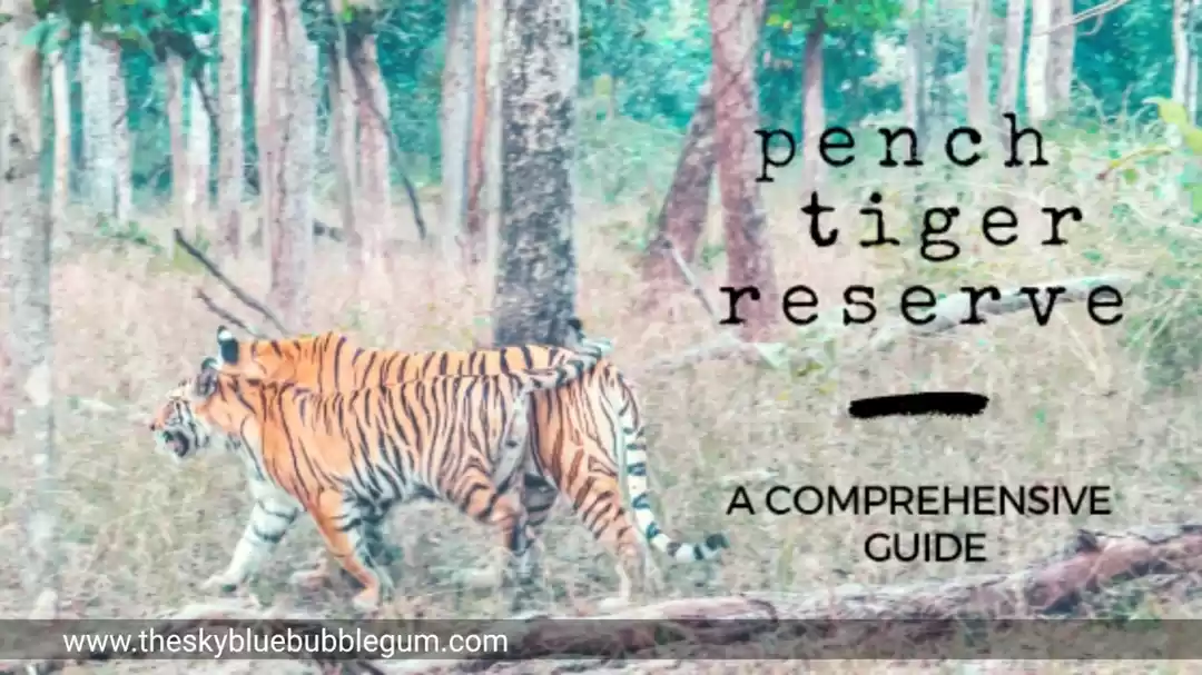 Photo of Pench Tiger Safari –