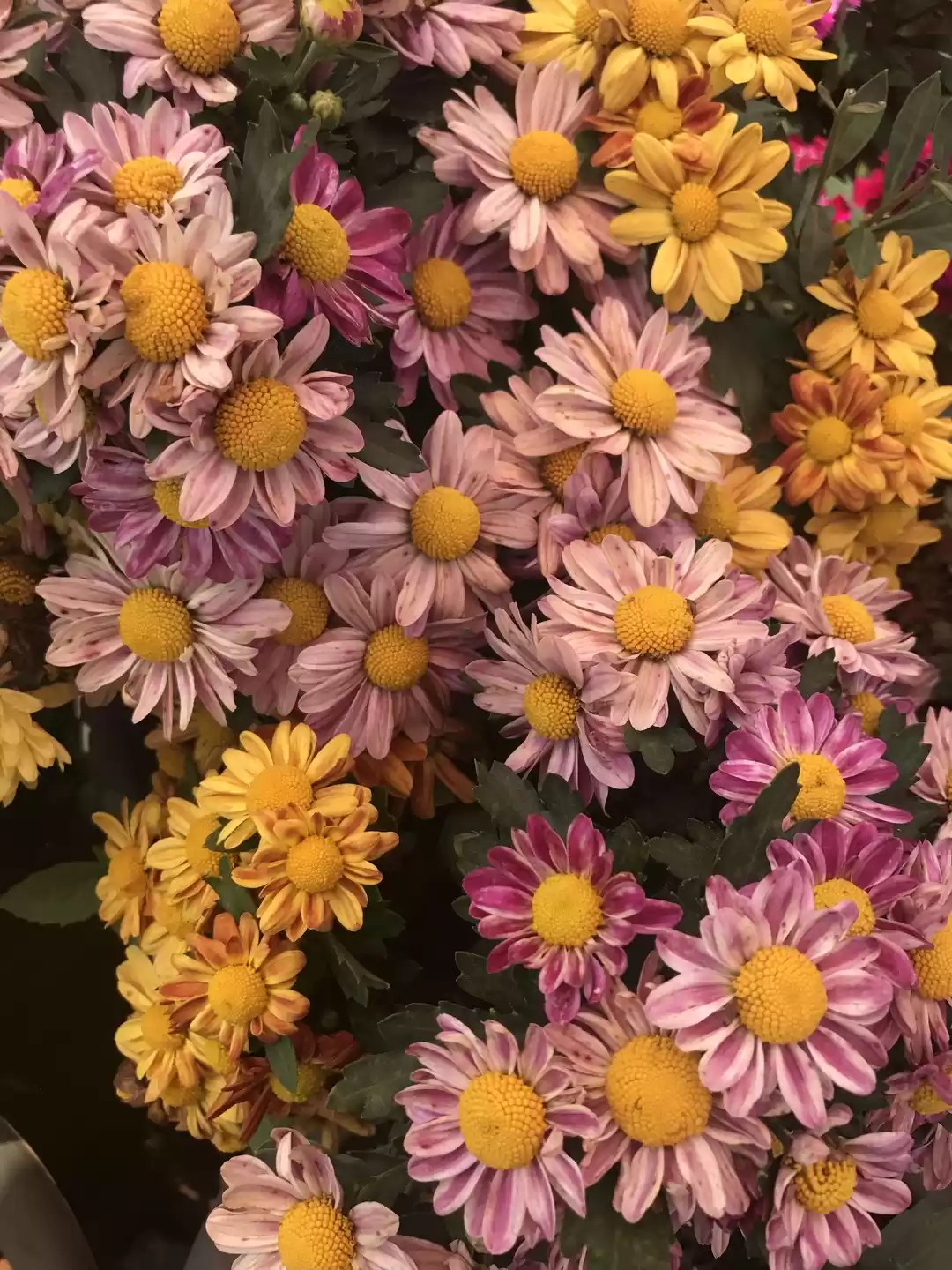 Photo of Wayanad, Kerala, Ind