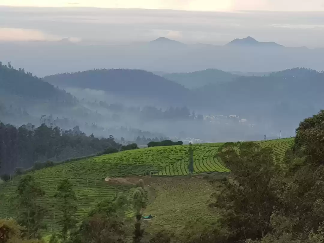 Photo of The Surreal Beauty i