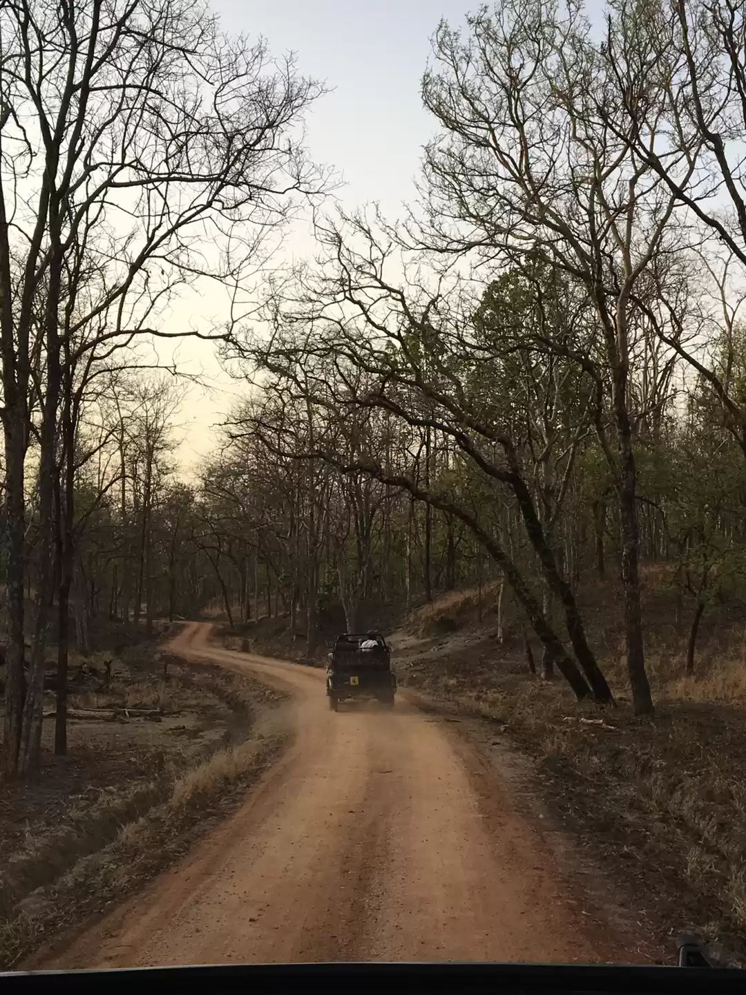 Photo of Stay Alert! Tiger Is