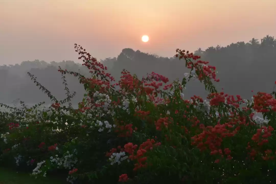 Photo of Anchaviyo, Perfect W