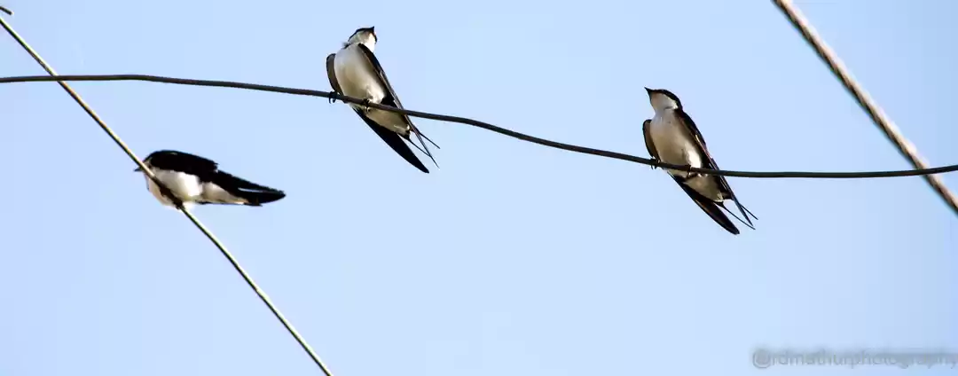 Photo of Basai Wetlands