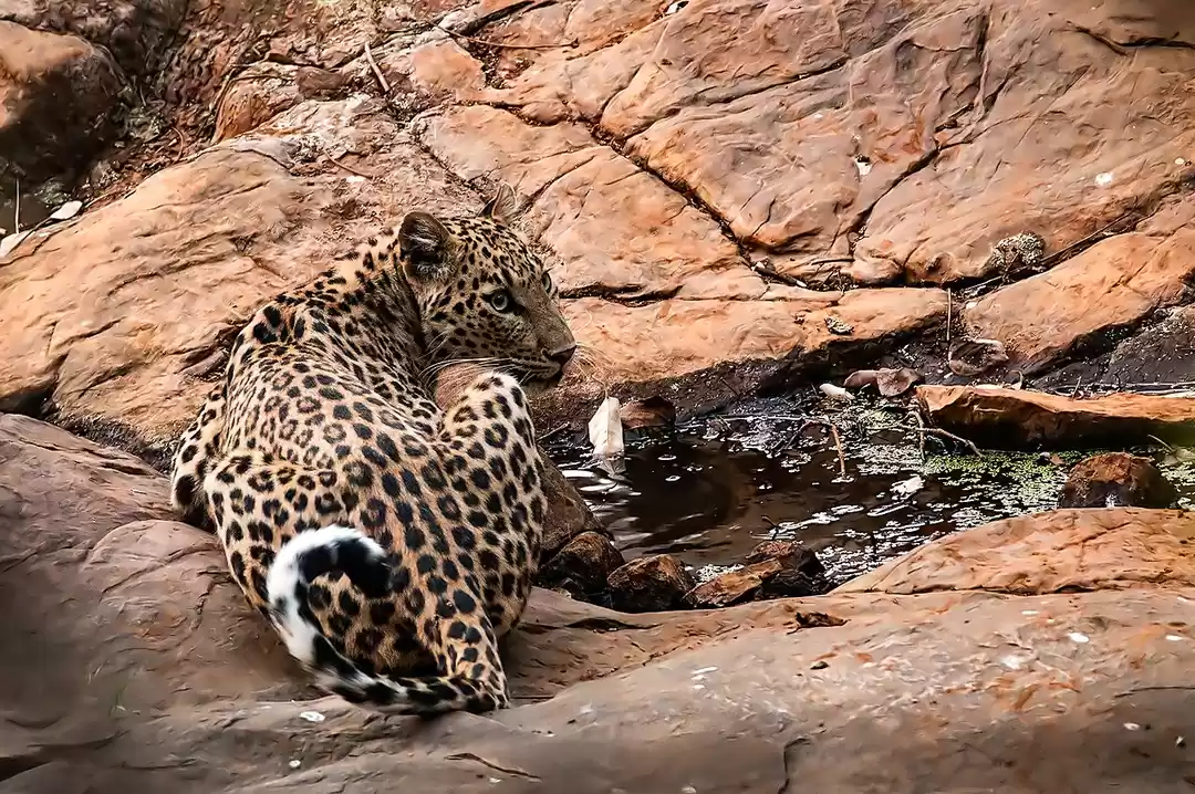 Photo of Spotting Leopards at