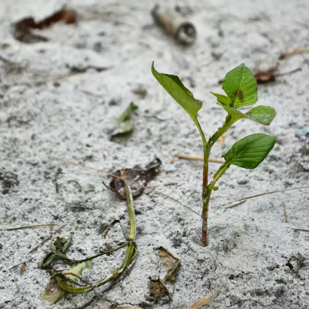 Photo of Himanchal Pradesh.. 