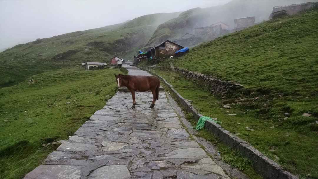 tungnath temple trek
