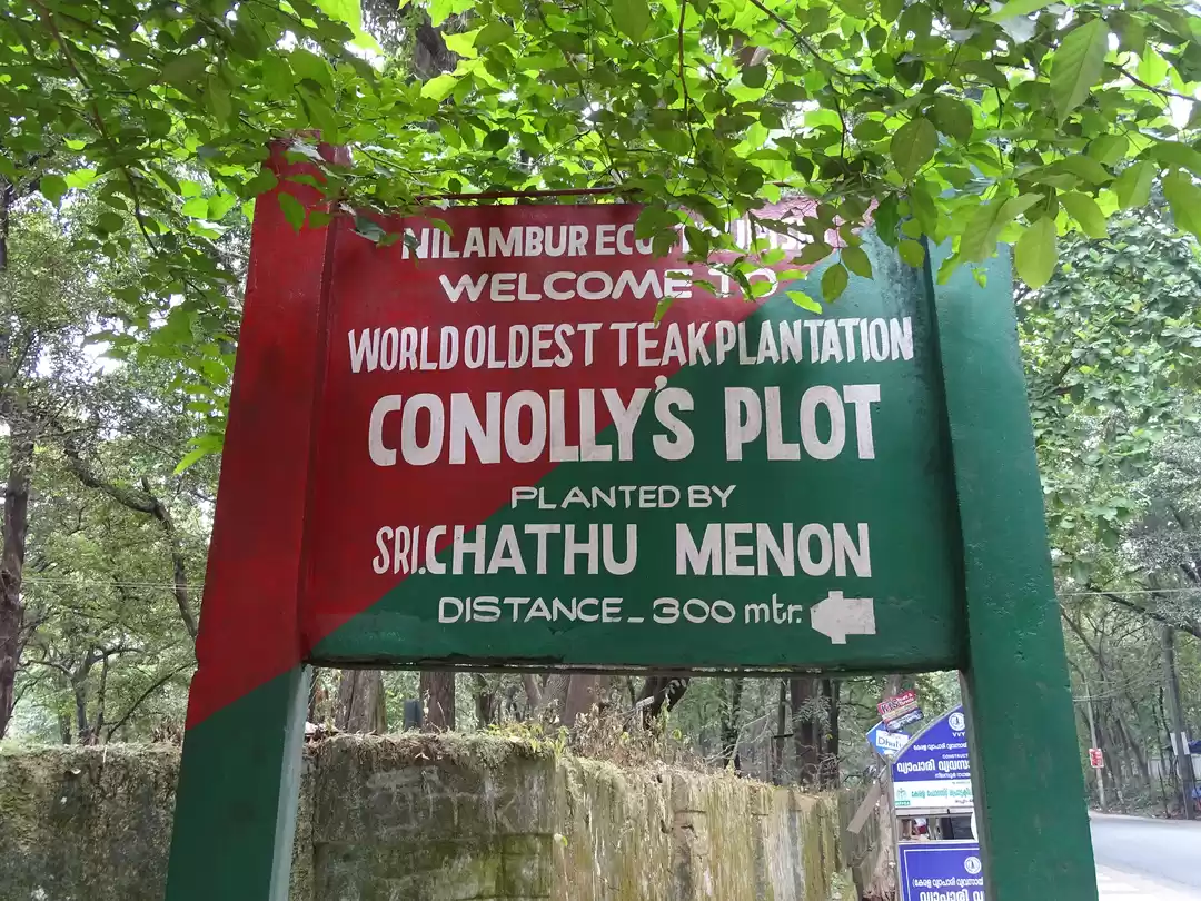 Photo of To the oldest teak p