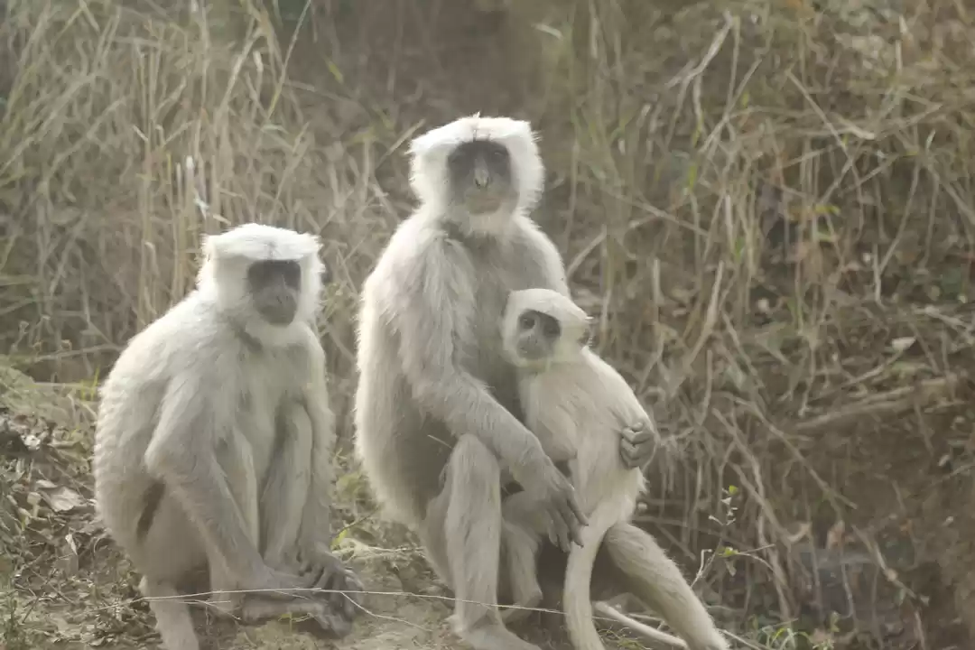 Photo of Jim Corbett National