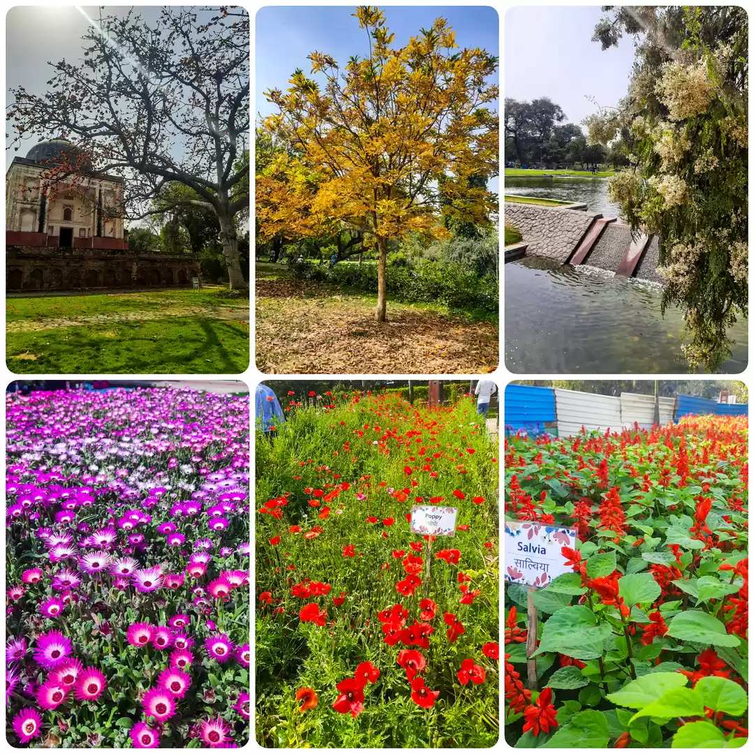 See it before they go: Where to enjoy the best of Delhi's spring