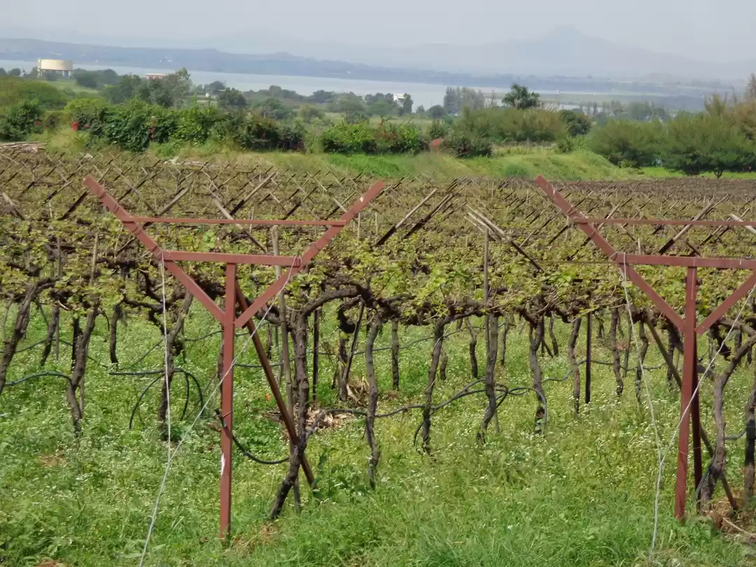 Photo of Sula Vineyard winter