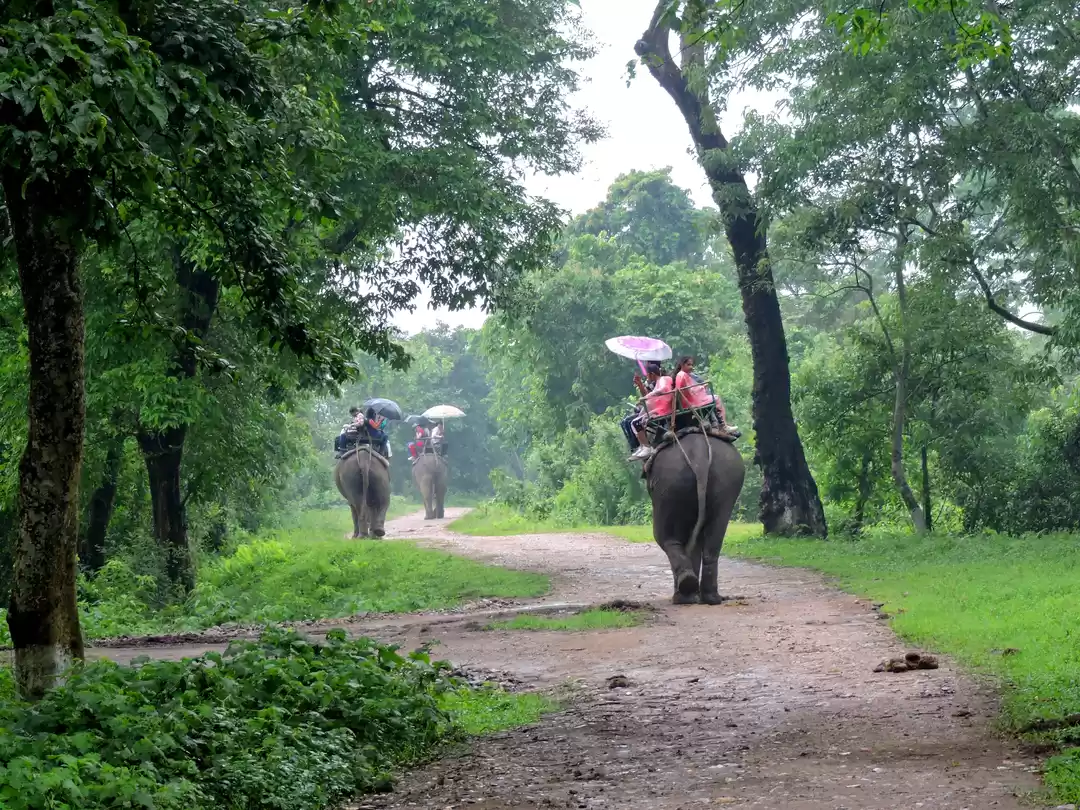 Photo of WILDLIFE ASSAM