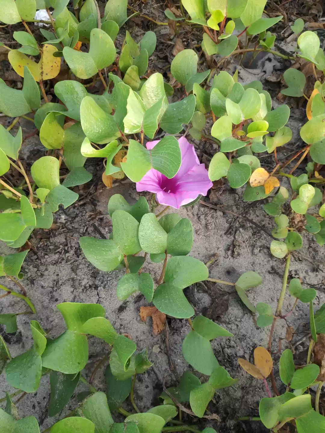 Photo of Beauty of Morjim