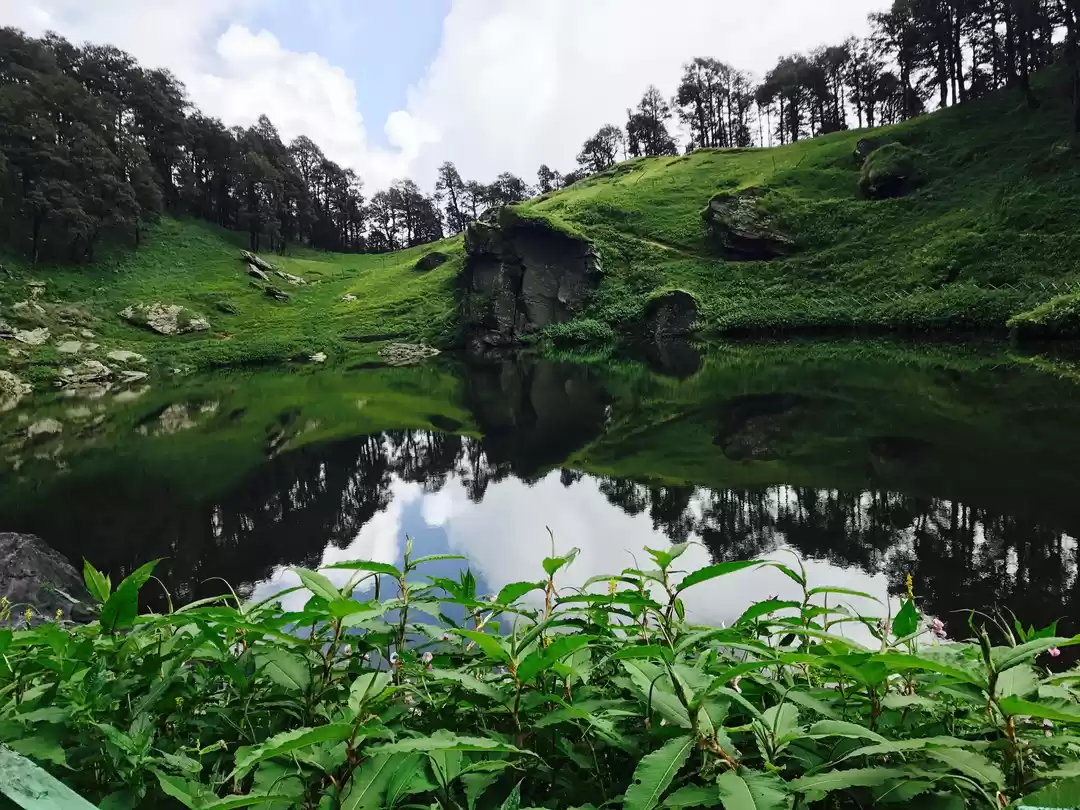 Photo of Some Dark Green Shad