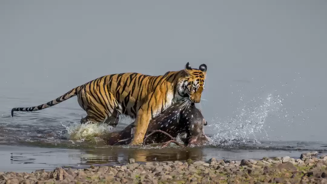 Photo of Tadoba Tigers - My F