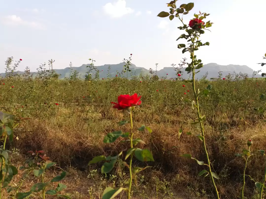 Photo of Purandar Fort - Birt