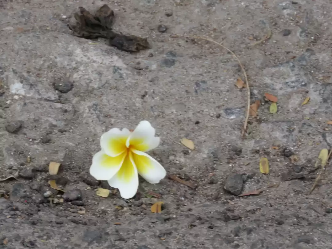 Photo of Peace In Pondi #pond