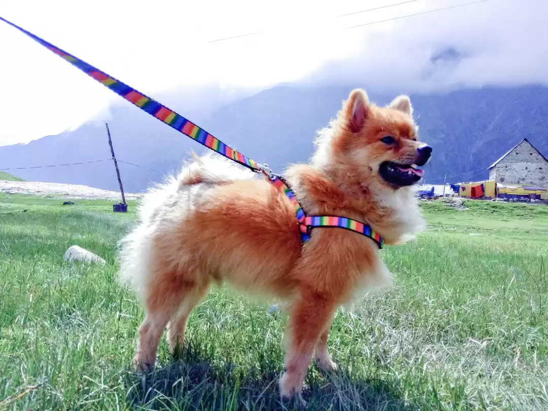 Photo of A Pomeranian's Tale