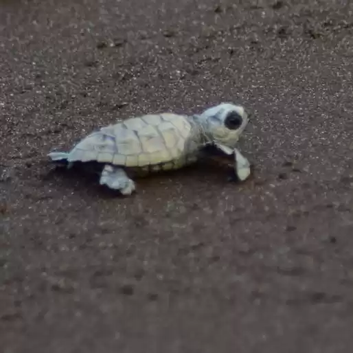 Photo of Bankot Camping, Turt