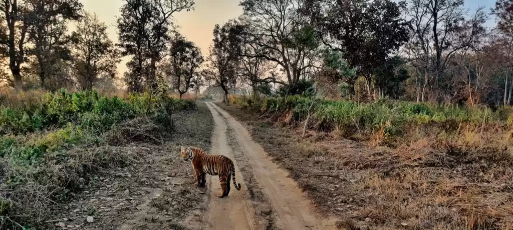 Photo of New Year with Paaroo