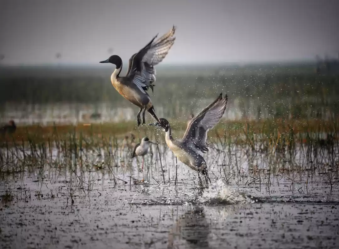 Photo of Mangalajodi:Pictures