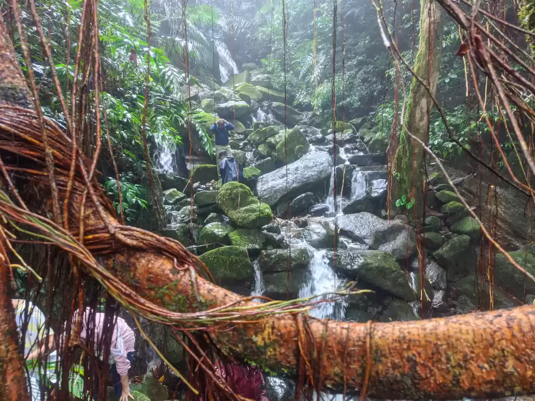 Photo of Trip to Living Root 