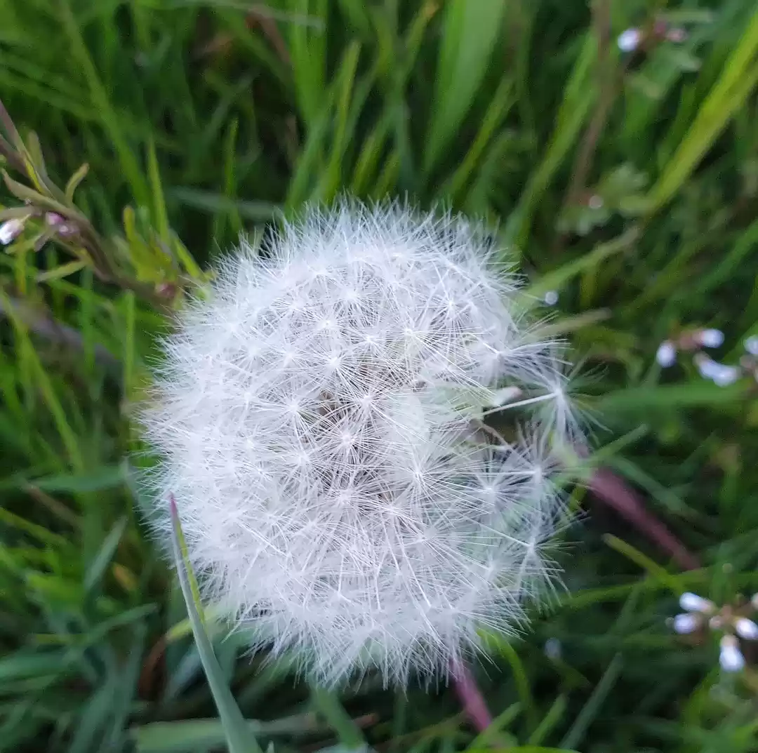 Photo of Norway's Spring is G