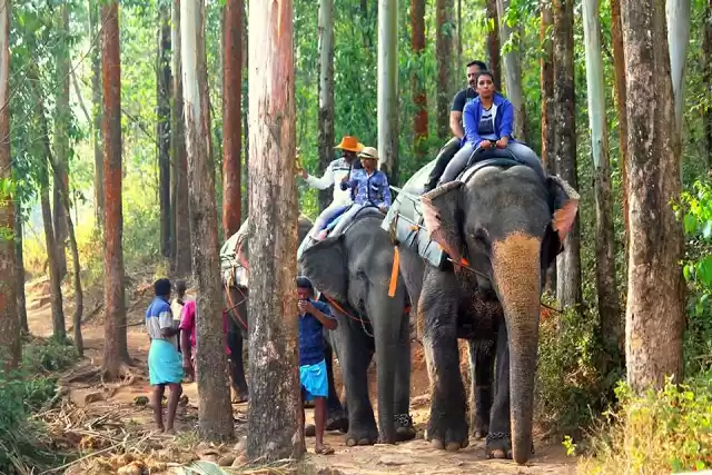 Photo of Carmelagiri Elephant