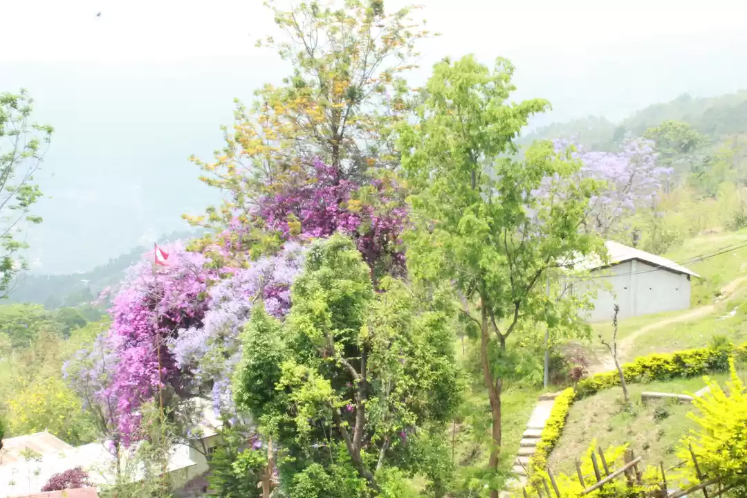 Photo of Hile - A treat in th