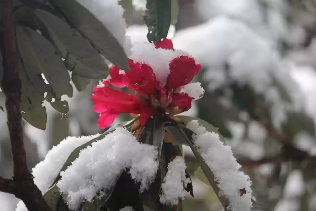 Photo of Satyam Solapurkar